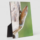 Plutschechse Fotoplatte (Seite)