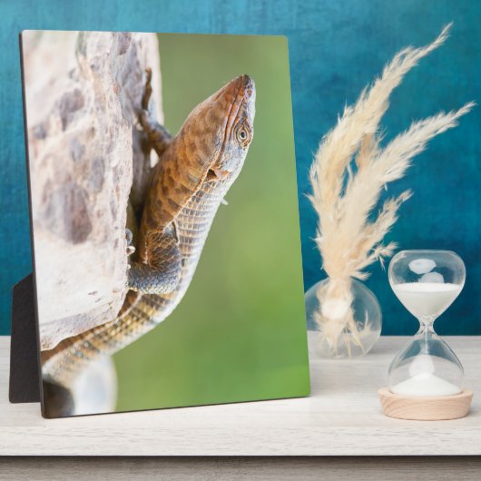 Plutschechse Fotoplatte (Seite)