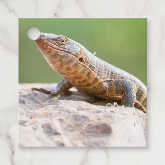 Plutschechse Geschenkanhänger (Vorderseite)