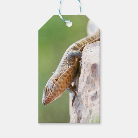 Plutschechse Geschenkanhänger (Vorderseite)