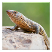 Plutschechse Poster (Vorderseite)