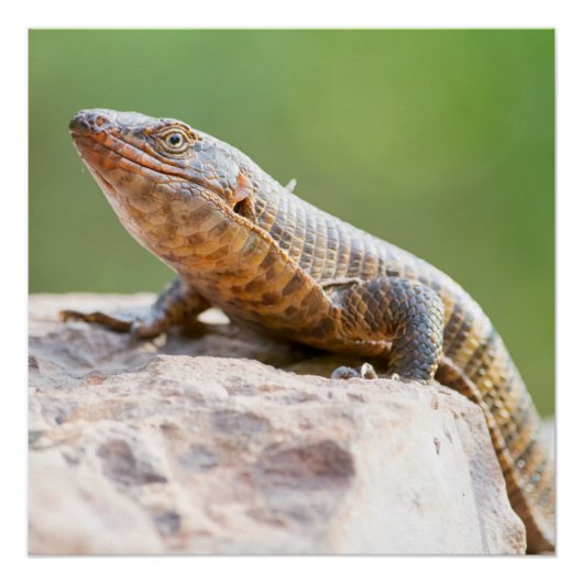 Plutschechse Poster (Vorderseite)