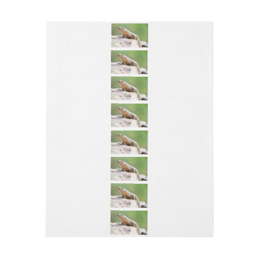 Plutschechse Rundum-Adressaufkleber (Bogen)