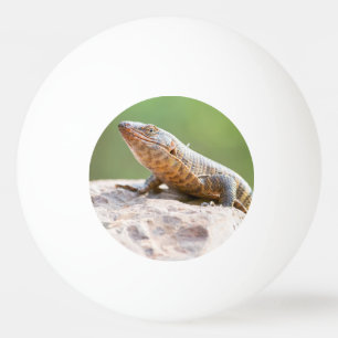 Plutschechse Tischtennisball