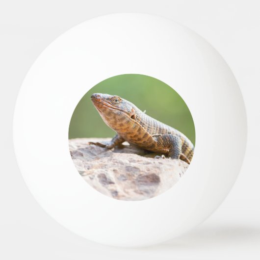 Plutschechse Tischtennisball (Vorderseite)