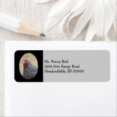 Plymouth Barred Rock Hen Fotograf (Insitu)