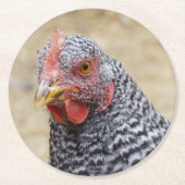 Plymouth Barred Rock Hen Fotograf Runder Pappuntersetzer (Vorderseite)