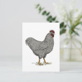 Plymouth-Felsen-Huhn-Zeichnen Postkarte (Stehend Vorderseite)