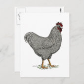 Plymouth-Felsen-Huhn-Zeichnen Postkarte (Vorne/Hinten)