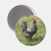 Plymouth Rock Chicken Magnet (Vorderseite/Rückseite)