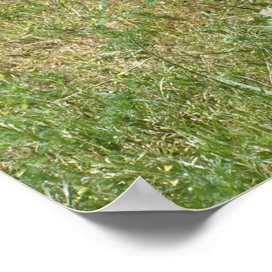 Plymouth Rock Chicken Poster (Ecke)