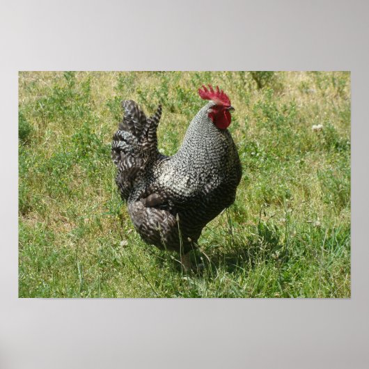 Plymouth Rock Chicken Poster (Vorne)