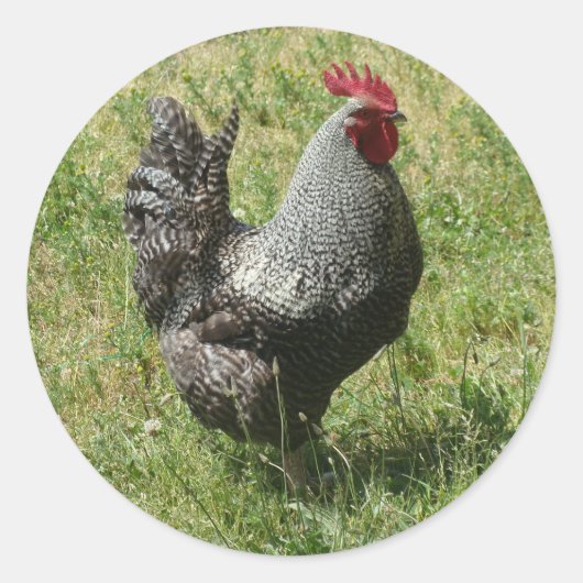 Plymouth Rock Chicken Runder Aufkleber (Vorderseite)