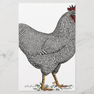 Plymouth Rock Chicken Zeichnend