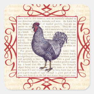 Plymouth Rock Hahn Vintage Geflügelfarm Quadratischer Aufkleber