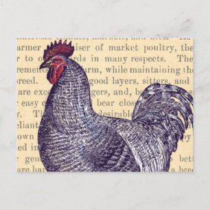 Plymouth Rock Hahn Vintage-Marktgeflügel Postkarte