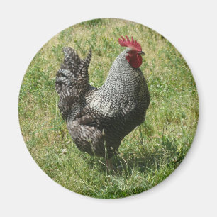 Plymouth Rock-Huhn Magnet