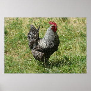 Plymouth Rock-Huhn Poster
