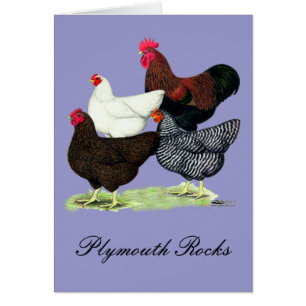 Plymouth Rock Quartett