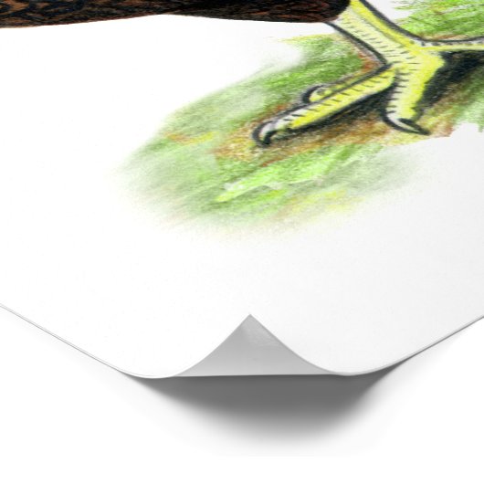 Plymouth Rock Quartett Poster (Ecke)