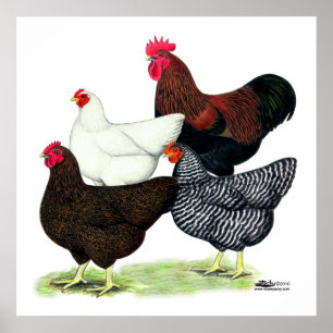 Plymouth Rock Quartett Poster