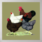 Plymouth Rock Quartett Poster (Vorne)