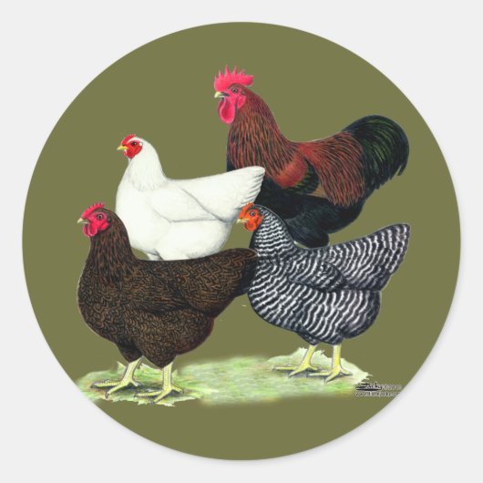 Plymouth Rock Quartett Runder Aufkleber (Vorderseite)