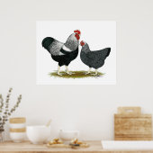 Plymouth Rock: Silbergefräßiges Paar Poster (Küche)