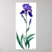 PMACarlson Elegant Iris Poster (Vorne)