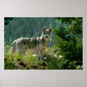 Poaster Poster
