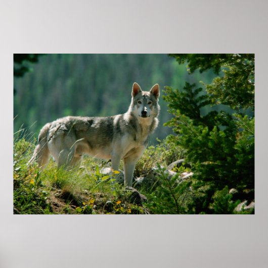 Poaster Poster (Vorne)