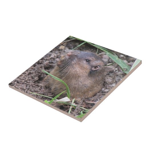 Pocket Gopher Fliese (Seite)