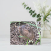 Pocket Gopher Postkarte (Stehend Vorderseite)