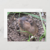 Pocket Gopher Postkarte (Vorne/Hinten)