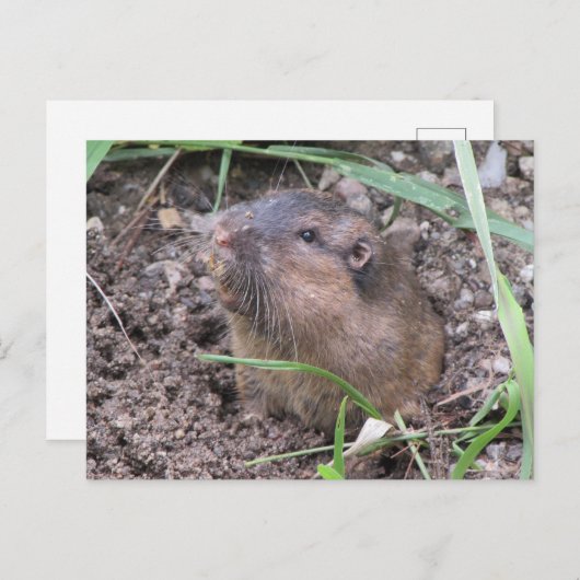Pocket Gopher Postkarte (Vorne/Hinten)