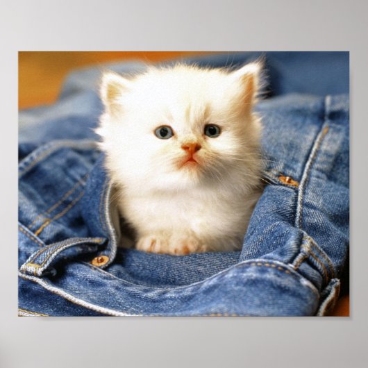 Pocket Kitten Poster (Vorne)