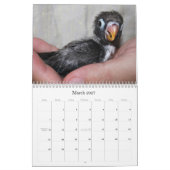 Pocky der niedlichste Lovebird Kalender (Mär 2027)