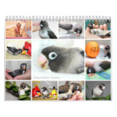 Pocky der niedlichste Lovebird Kalender (Titelbild)