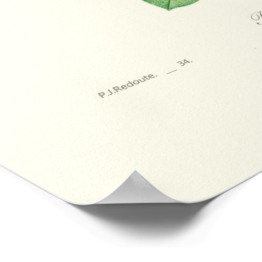 Podalyria australis poster (Ecke)