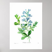 Podalyria australis poster (Vorne)