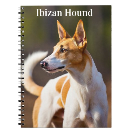 Podenco Ibicenco Notizblock (Vorderseite)