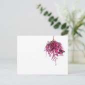 "Pods" JTG Art Postcard Postkarte (Stehend Vorderseite)