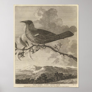 Poebird, Neuseeland Poster