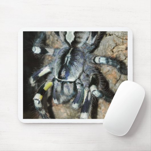 Poecilotheria regalis mousepad (Mit Mouse)