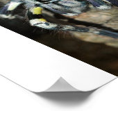 Poecilotheria regalis poster (Ecke)