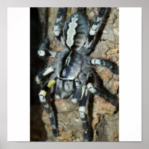 Poecilotheria regalis poster