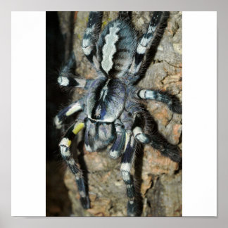 Poecilotheria regalis poster
