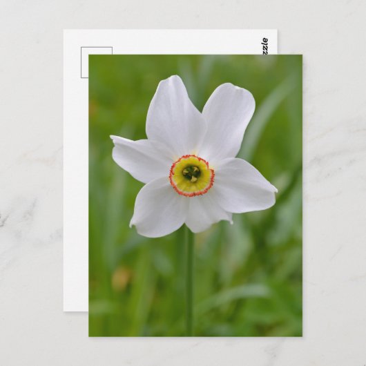 Poeticus Postkarte (Vorne/Hinten)