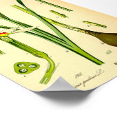 Poet's Daffodil (Narcissus poeticus) Print Poster (Ecke)