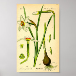 Poet's Daffodil (Narcissus poeticus) Print Poster